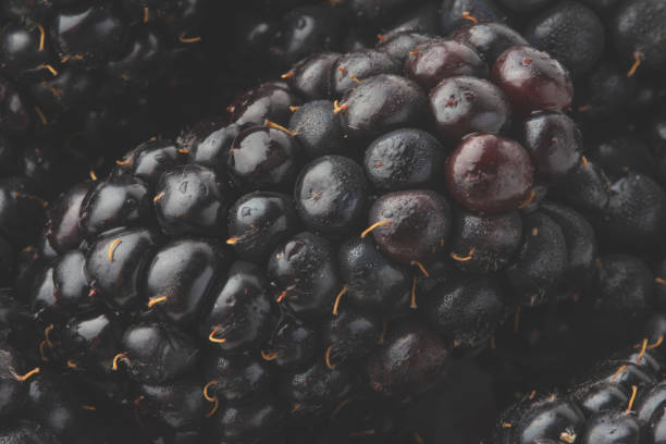 istock texture with blackberry closeup, background of berries, horizontal frame 1170582557