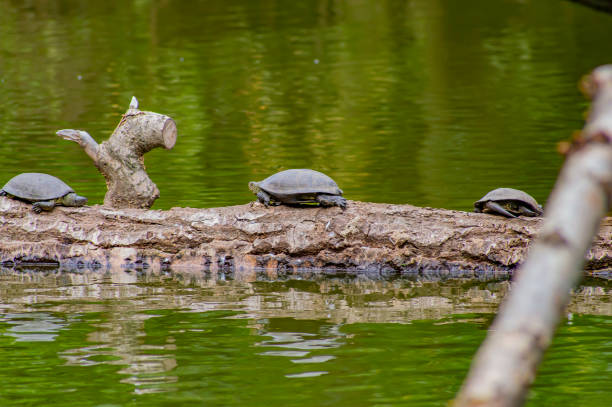 istock Freshwater turtles on a tree in the water. 1170582888