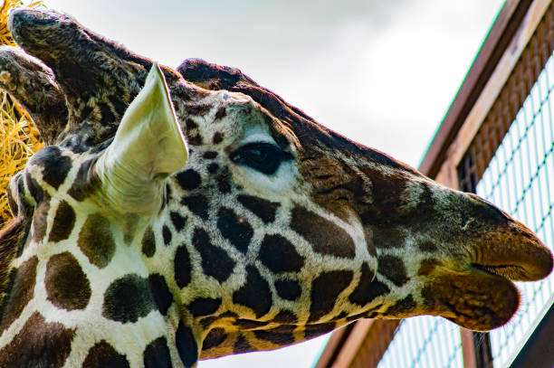 istock The head of a large giraffe. 1170582898