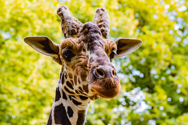 istock The head of a large giraffe. 1170582908