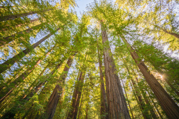 istock Sunrise in the Redwoods 1170583803