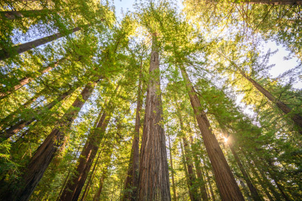 istock Sunrise in the Redwoods 1170583805