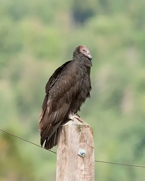 A juvenile Turkey Vulture (Coragyps atratus) perches on a fence-post with wings folded.