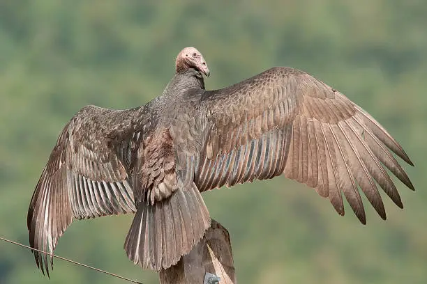 A juvenile Turkey Vulture (Coragyps atratus) sunbathes on a fence-post with wings unfolded to maximise the heat gained.