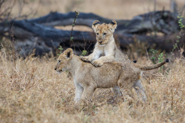 istock lion cub playing in Kruger National Park 1170585923