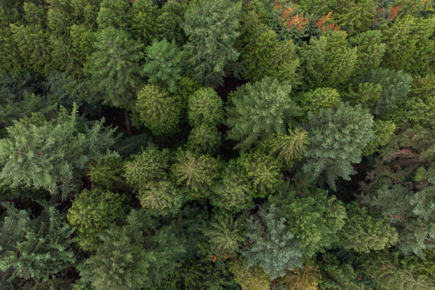 istock forest, pine-tree trees, filmed from a high point, shot from a height 1170586621
