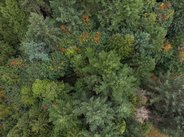 istock forest, pine-tree trees, filmed from a high point, shot from a height 1170586696