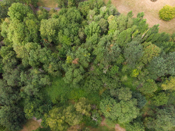 istock forest, pine-tree trees, filmed from a high point, shot from a height 1170586939