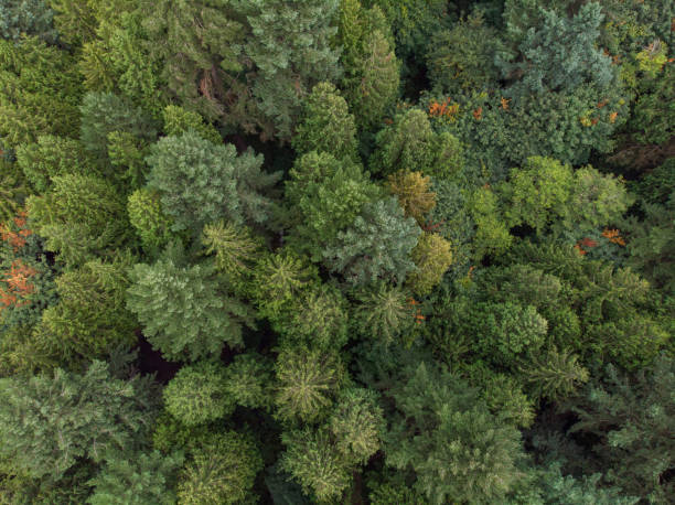 istock forest, pine-tree trees, filmed from a high point, shot from a height 1170586962