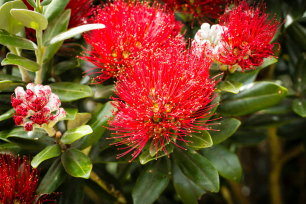 istock Pohutukawa Flowers, NZ 1170587218