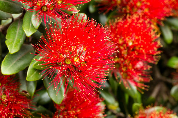 pohutukawa blooms, nowa zelandia - cpl_& zdjęcia i obrazy z banku zdjęć