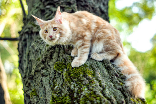 istock Maine coon kitten sitting on a tree in forest. 1170588766