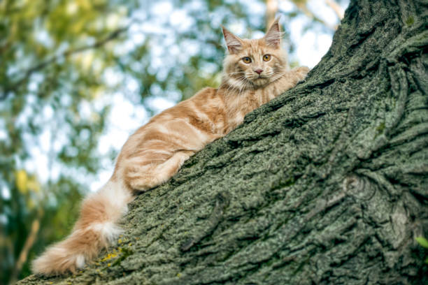 istock Maine coon kitten sitting on a tree in forest. 1170588775