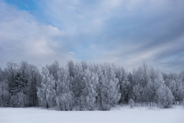 istock Trees covered in rine frost on blue sky 1170590506