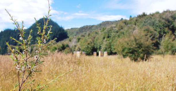 istock Beehives in Rural Scene in Summer 1170592232