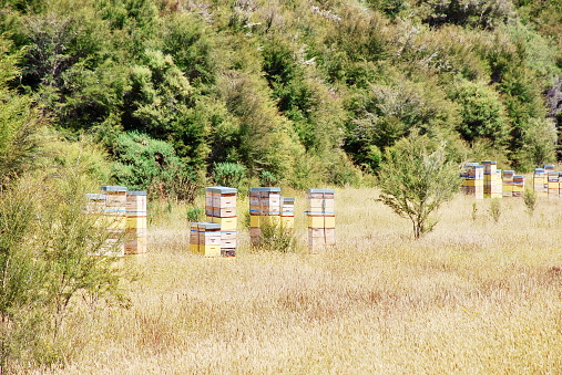 Beehives with Honeybees in a rural farm scene in summertime.