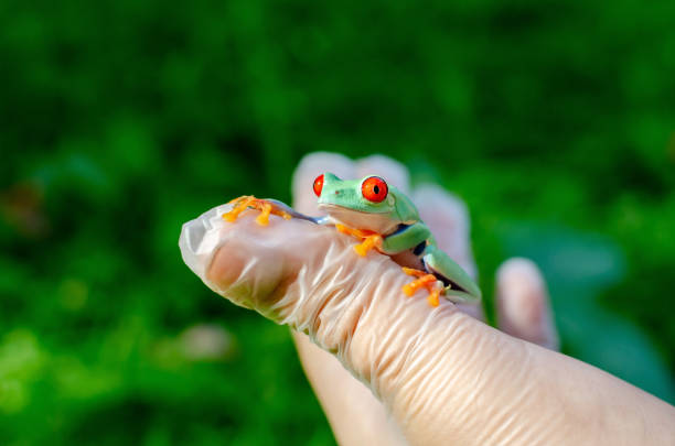 istock Agalychnis callidryas (The Red-eyed Treefrog)  is sitting on gloved hands. 1170594494