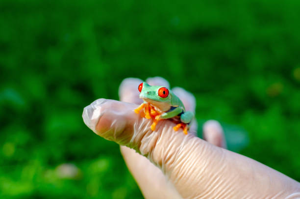 istock Agalychnis callidryas (The Red-eyed Treefrog)  is sitting on gloved hands. 1170594511