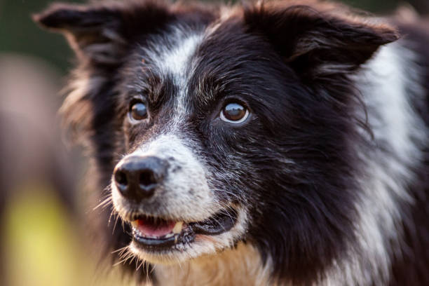 istock A Portrait of a cute Border Collie 1170595432