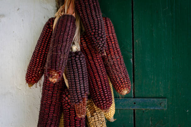 옥수수 코브 - decoration corn door corn crop 뉴스 사진 이미지