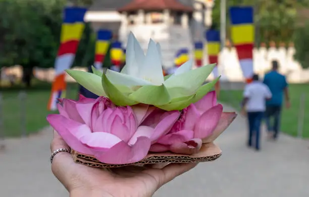 Photo of he lotus in unspecific woman hand for the respect for buddhist