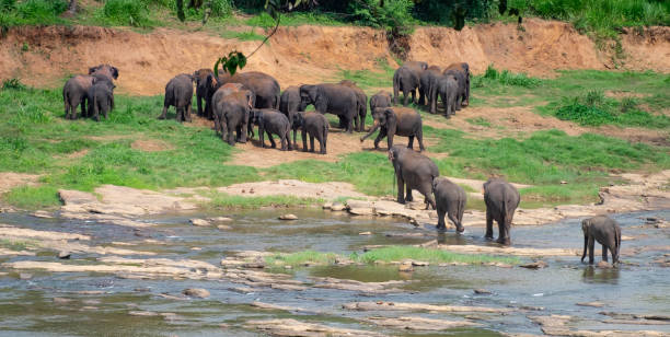 istock Asian Elephants at Pinnawala Elephant Orphanage, Sri Lanka. 1170595615