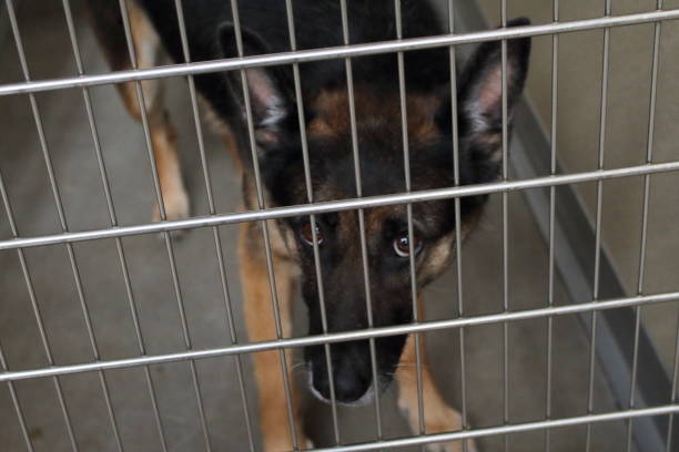 istock German shepherd in a humane society crate 1170596306