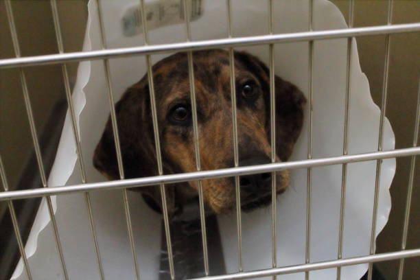 istock Dog wearing a cone in a crate 1170596385