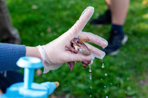 istock Litoria caerulea (The Australian dumpy tree frog) is sitting on gloved hands. 1170596456
