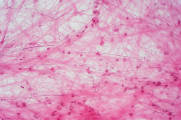 istock Areolar connective tissue under the microscope view. Histological for human physiology. 1170596512