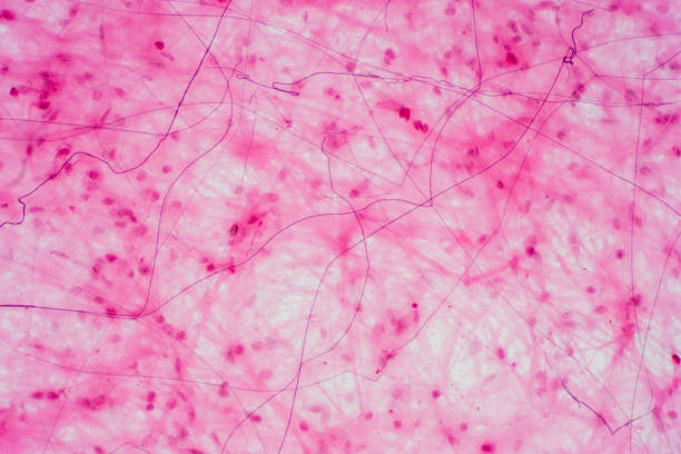 istock Areolar connective tissue under the microscope view. Histological for human physiology. 1170596513