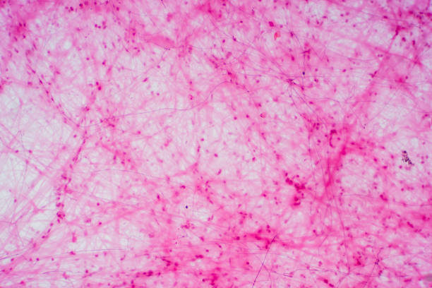 Areolar connective tissue under the microscope view. Histological for human physiology. Areolar connective tissue under the microscope view. Histological for human physiology. human cell animal cell healthcare and medicine abstract stock pictures, royalty-free photos & images