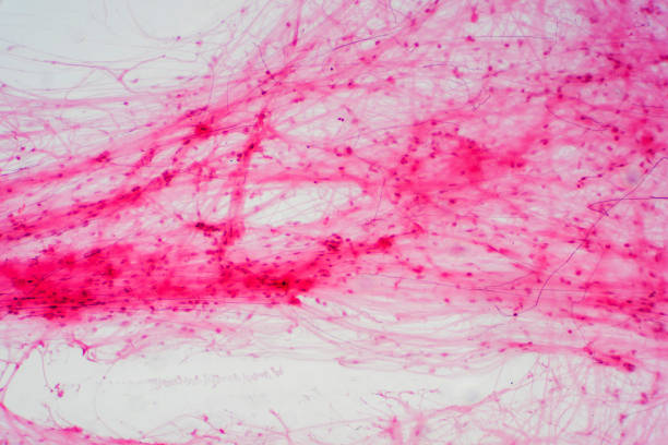 istock Areolar connective tissue under the microscope view. Histological for human physiology. 1170596516