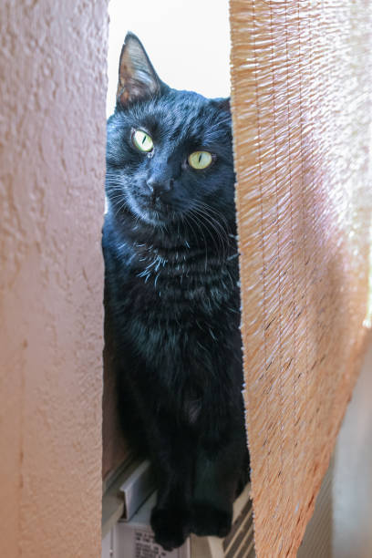 istock Black Cat Peering through Opening in Curtain 1170596667