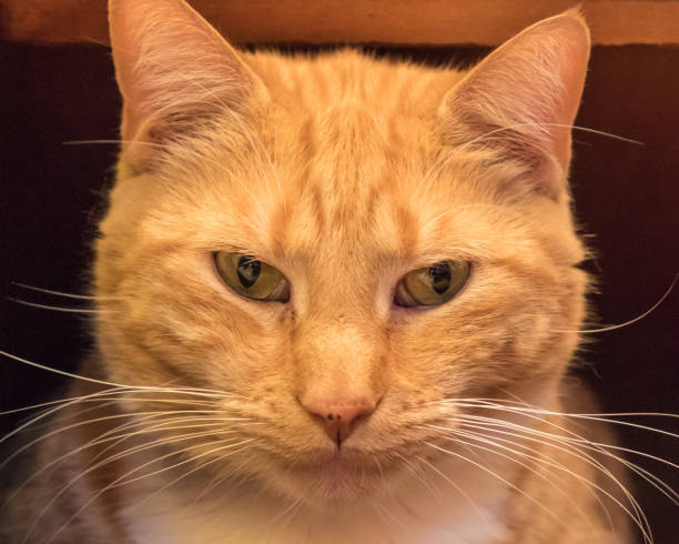istock Close-up of Orange Tabby Cat Face 1170596674