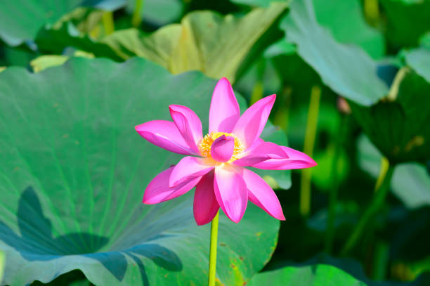 istock Blooming lotus flowers in the park 1170597615
