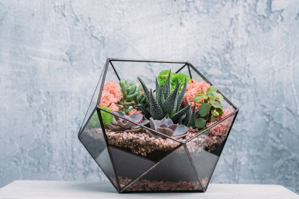istock diy florarium modern organic interior decor plants 1170598485