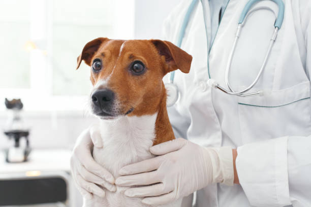 Doctor embrace of scared dog with love Doctor embrace of scared dog with love. Veterinary clinic concept. Services of a doctor for animals, health and treatment of pets arachnid photos stock pictures, royalty-free photos & images