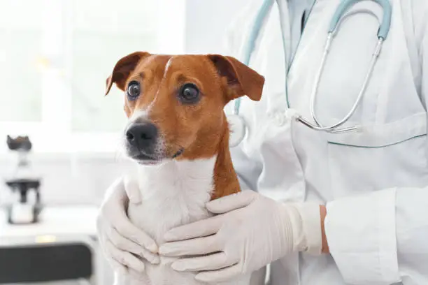 Photo of Doctor embrace of scared dog with love