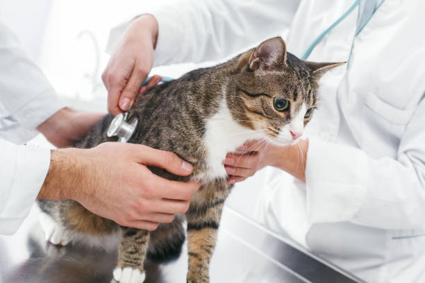 istock Doctors are examining a sick cat 1170598729