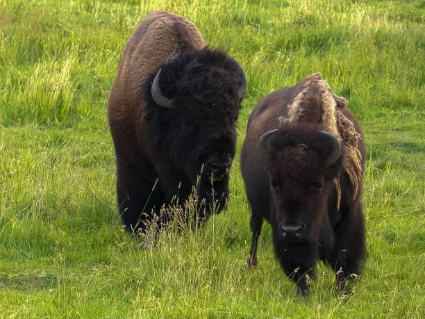 istock bison bull following a cow in yellowstone 1170599079