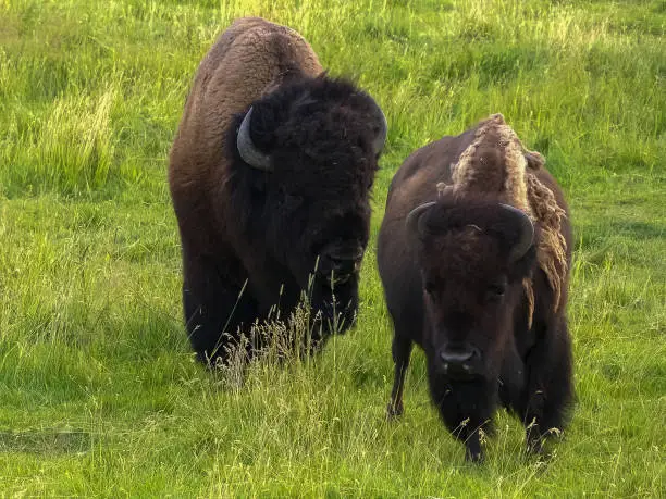 Photo of bison bull following a cow in yellowstone