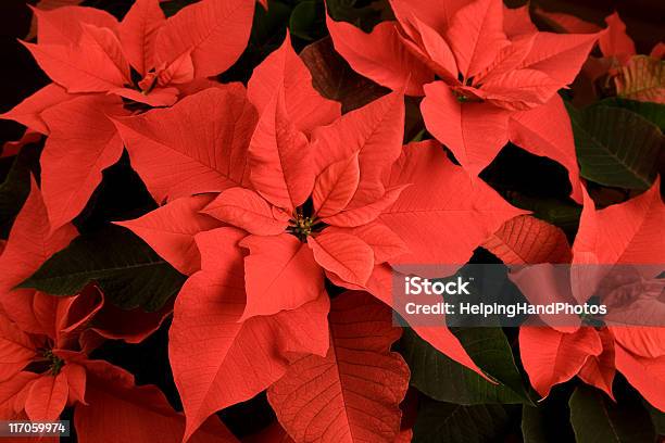 Poinsettias Foto de stock y más banco de imágenes de Flor de Pascua - Flor de Pascua, Fondos, Color - Tipo de imagen