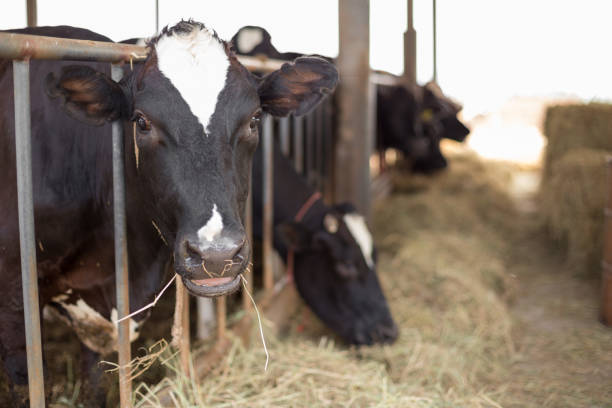 istock Cows are eating grass on the farm 1170599856