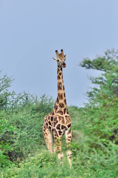 istock Rothschild Giraffe in Uganda - V 1170600598