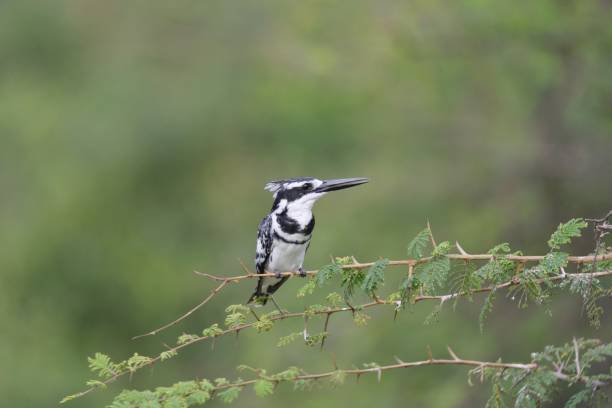 pied kingfisher posadí se na thorn bush - ledňáčkovití fotky - stock snímky, obrázky a fotky