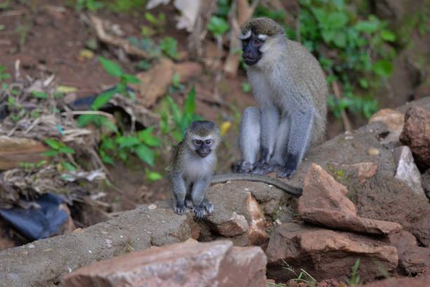 istock Mother Tantalus Monkey with Child 1170600764