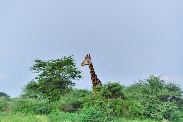 istock Rothschild Giraffe in Uganda - VI 1170600807