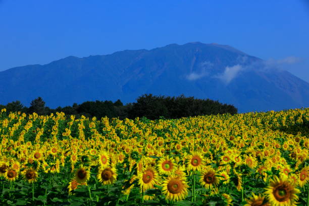 istock Iwate Prefecture Blue Sky and Sunflower 1170600892