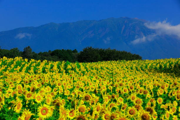 istock Iwate Prefecture Blue Sky and Sunflower 1170601768